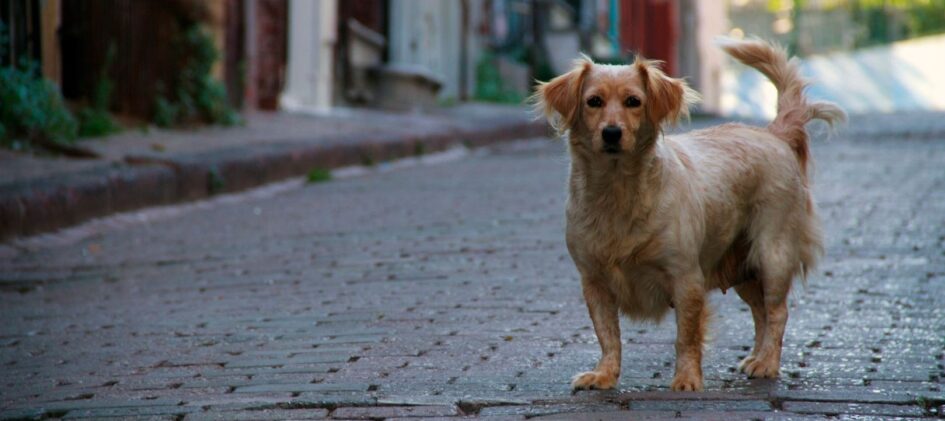 Straßenhund steht auf einem gepflasterten Weg zwischen städtischen Häusern