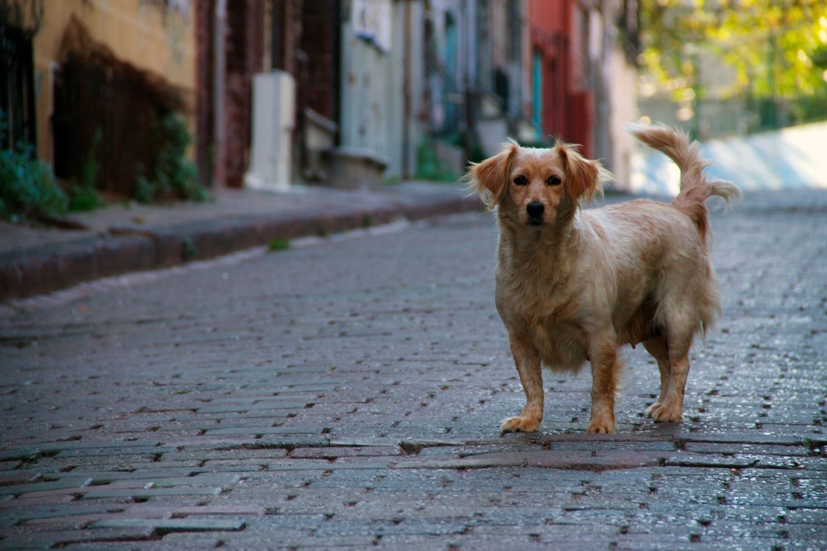Straßenhund steht auf einem gepflasterten Weg zwischen städtischen Häusern